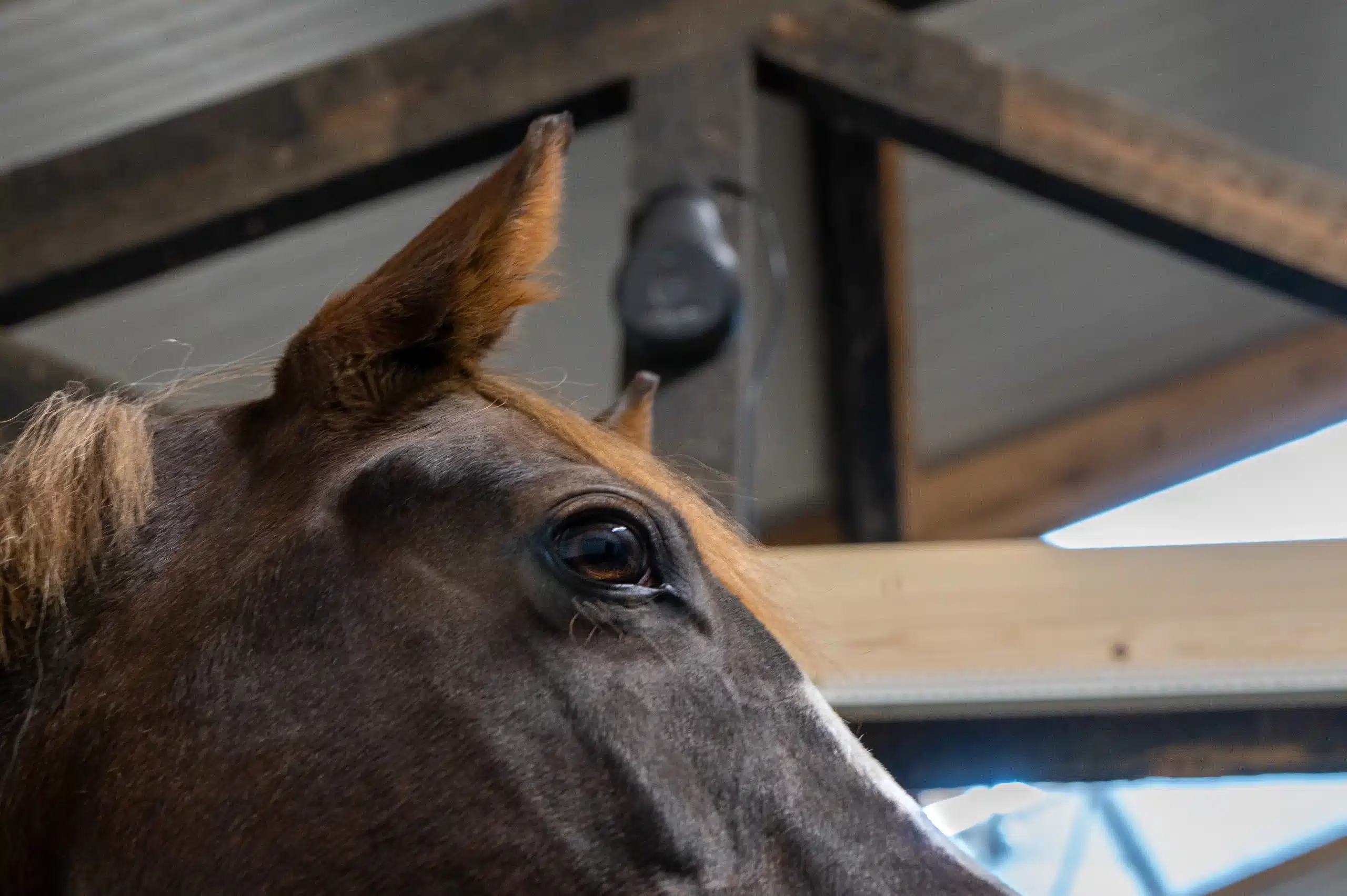 Coho 4G Camera - Image 9