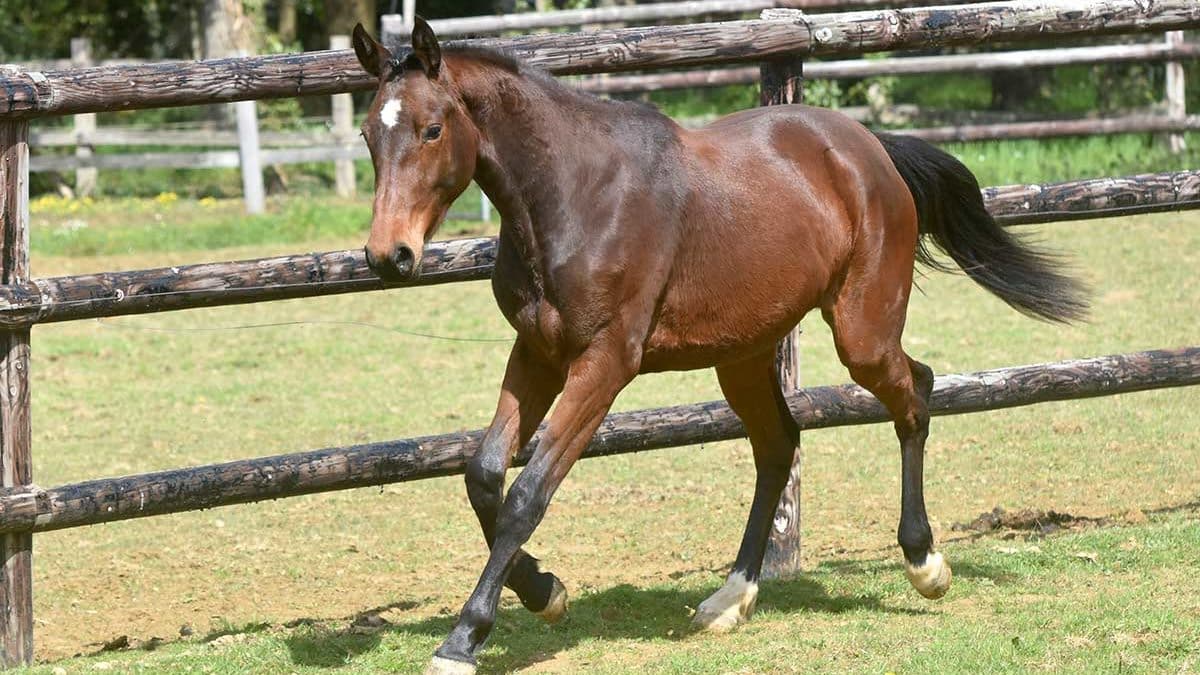 Young bay horse trotting through a meadow