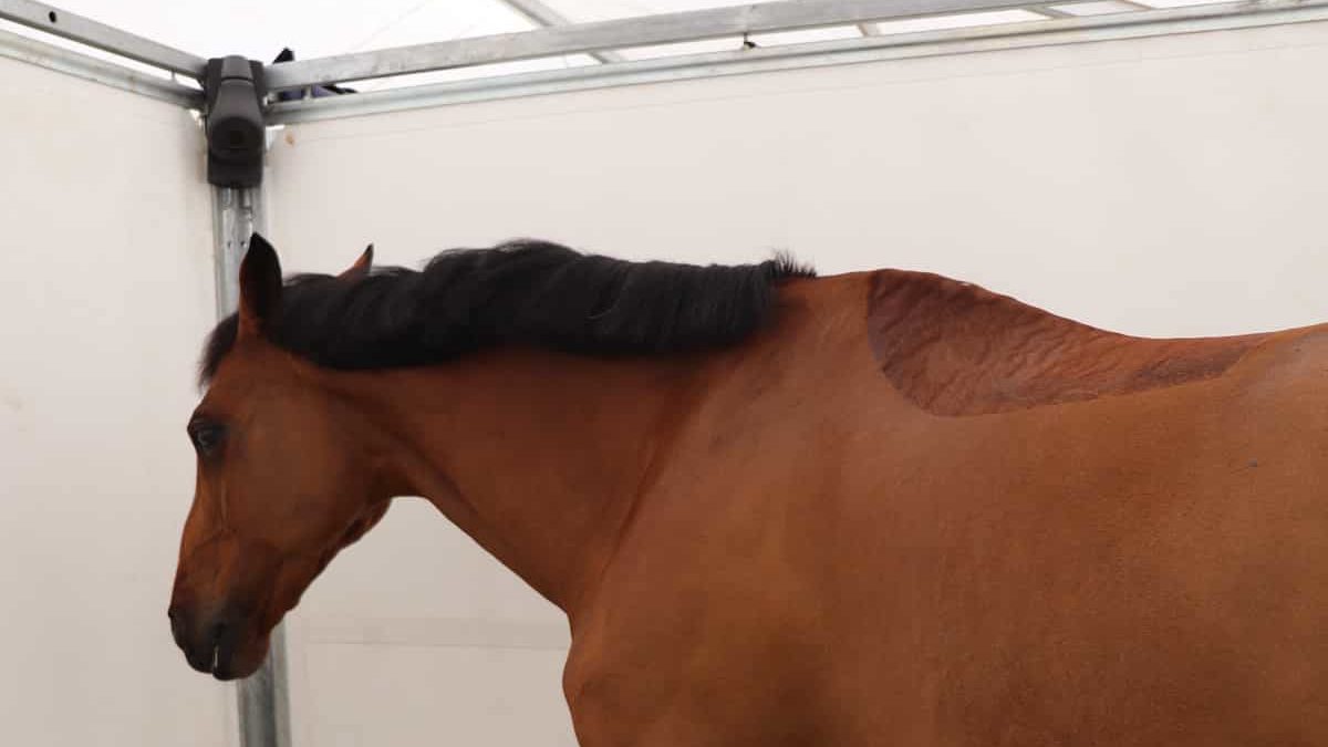 A bay sport horse in a removable stall. A Coho camera is in the corner at the top of the cubicle.