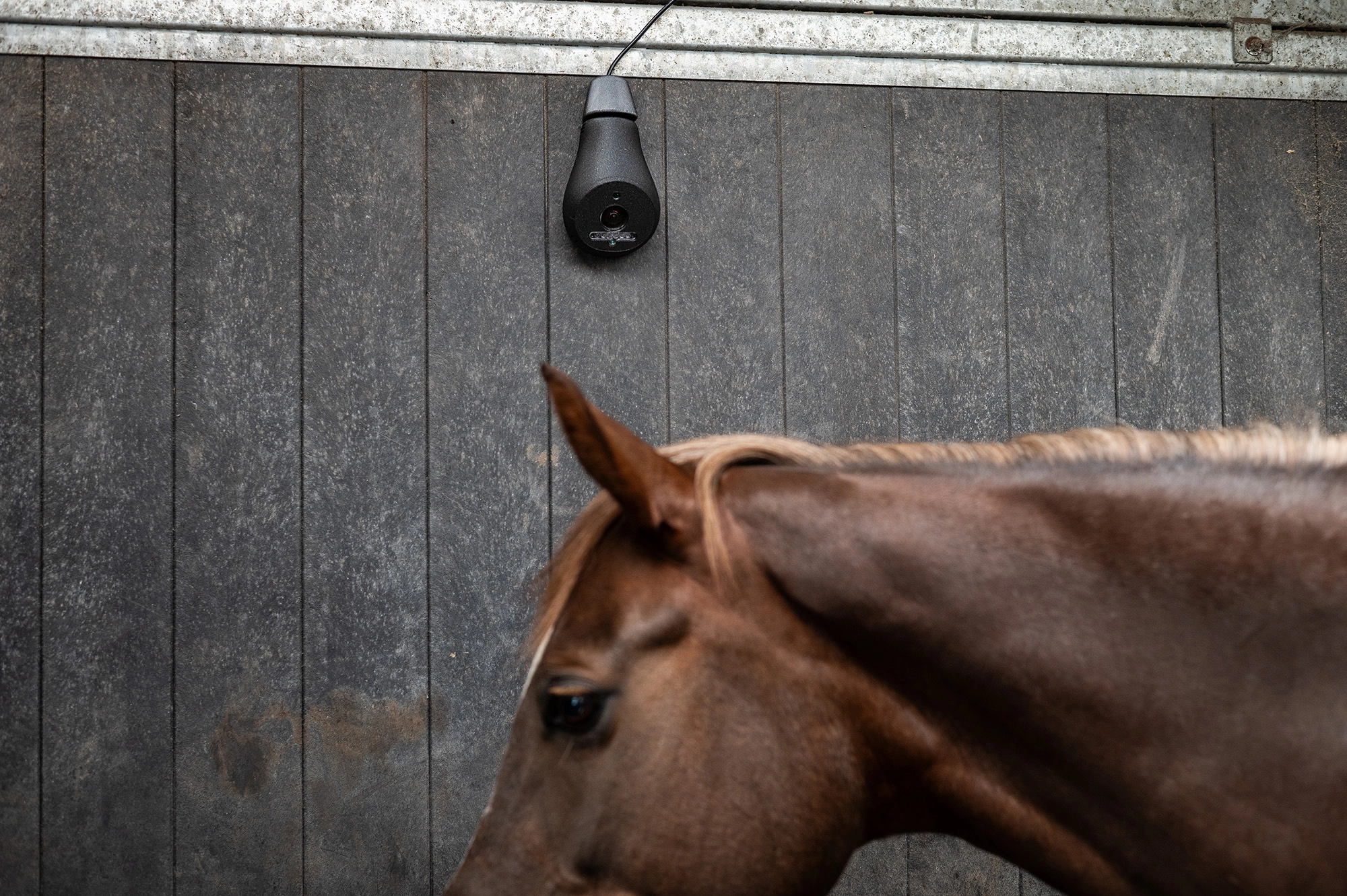 Coho 4G paarden camera stal camera AI paarden horses cheval pferde